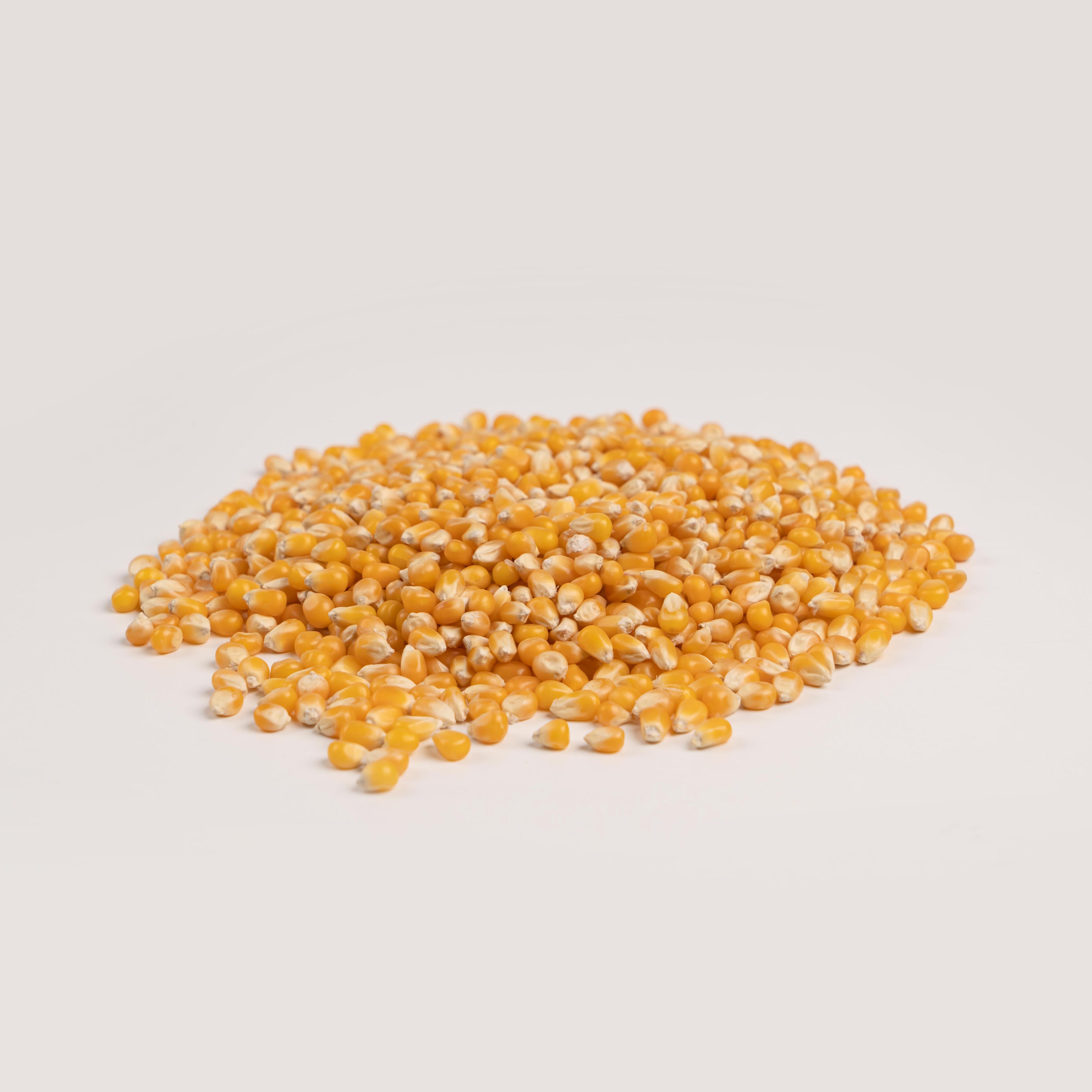 Corn (Popcorn)