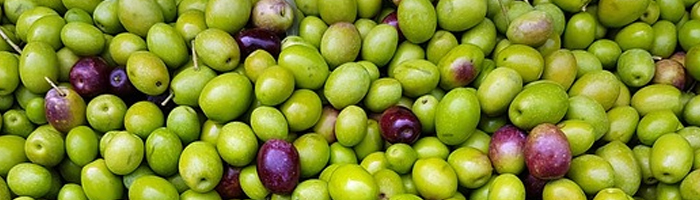 الزيتون بانواعه