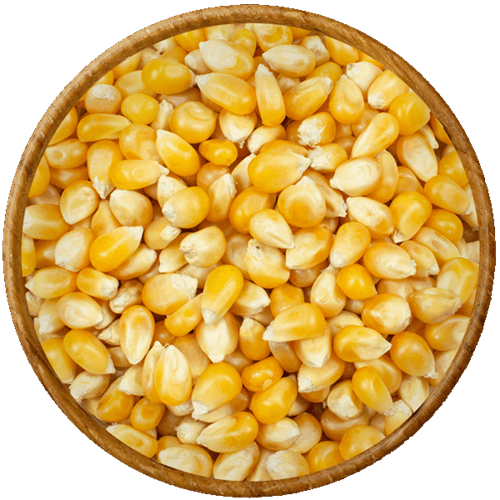 CORN